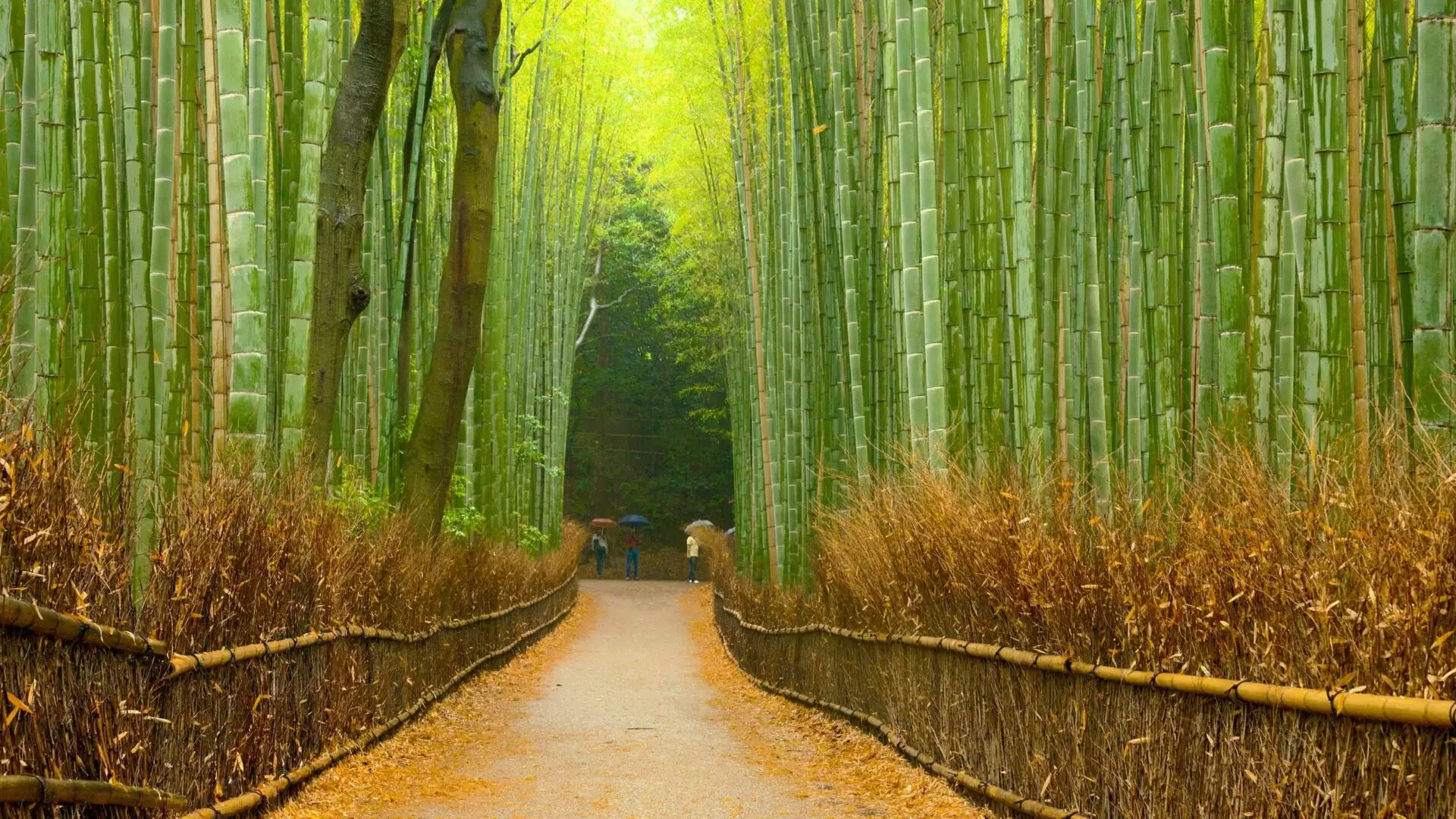 Arashiyama Bamboo Forest On Kyoto In Japan