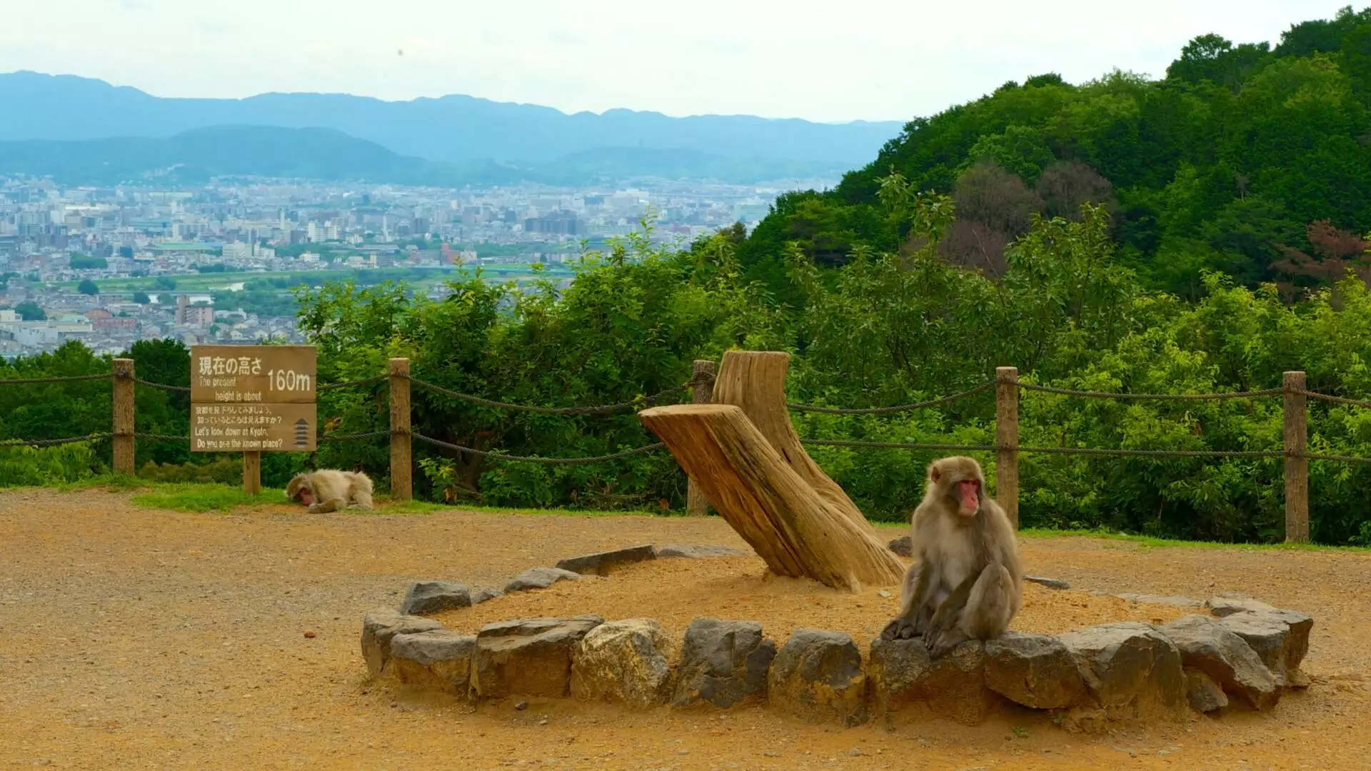 Arashiyama Monkey Park On Kyoto In Japan