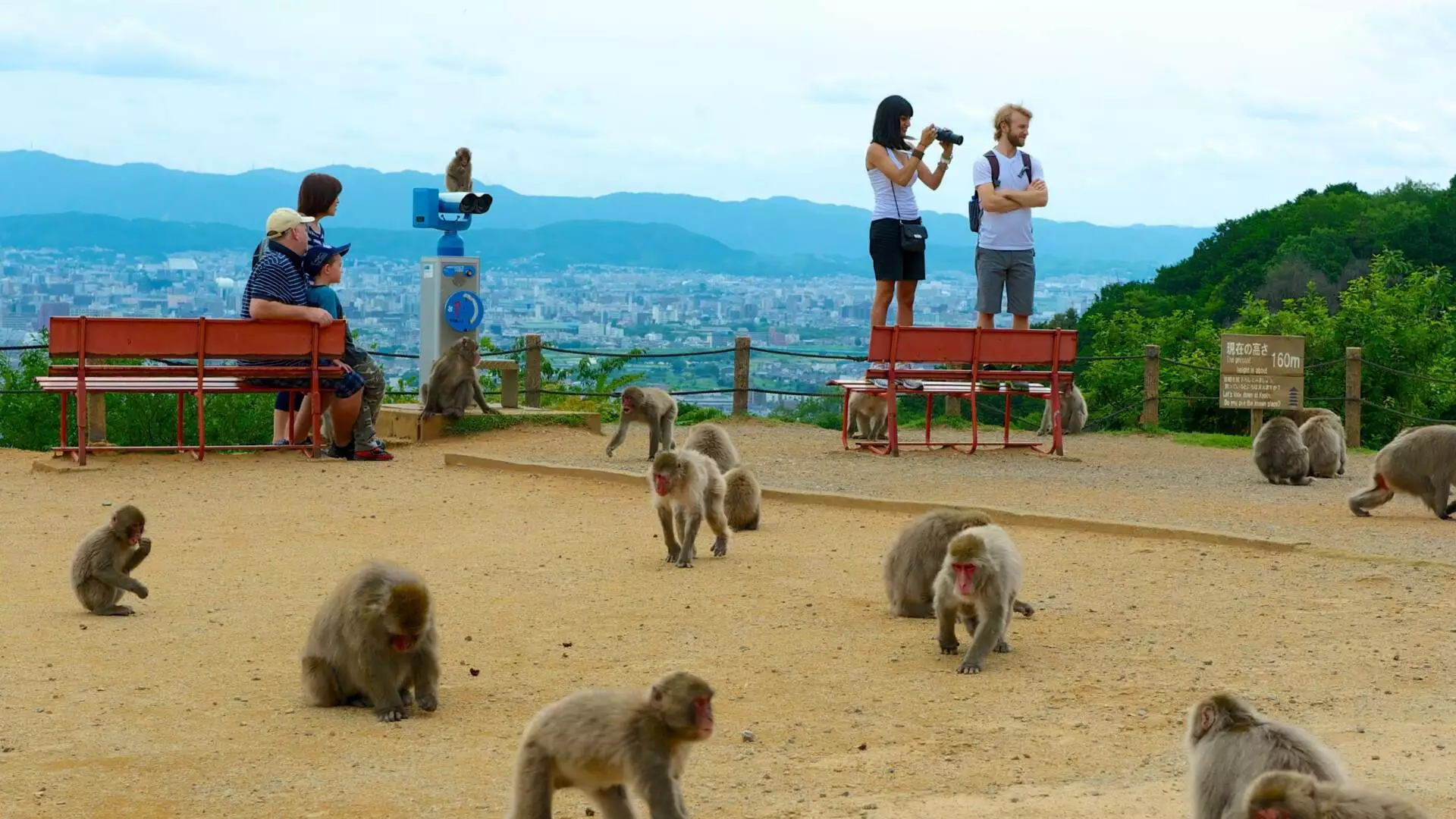 Arashiyama Monkey Park On Kyoto In Japan